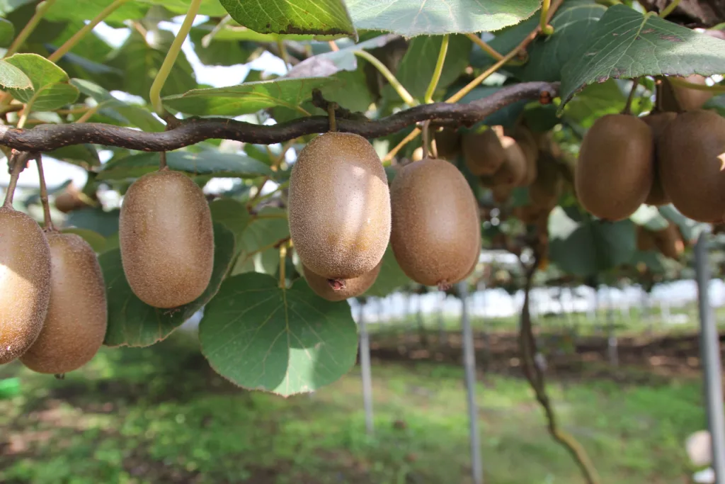 Why Post-Harvest Fulvic Express Matters for Kiwifruit