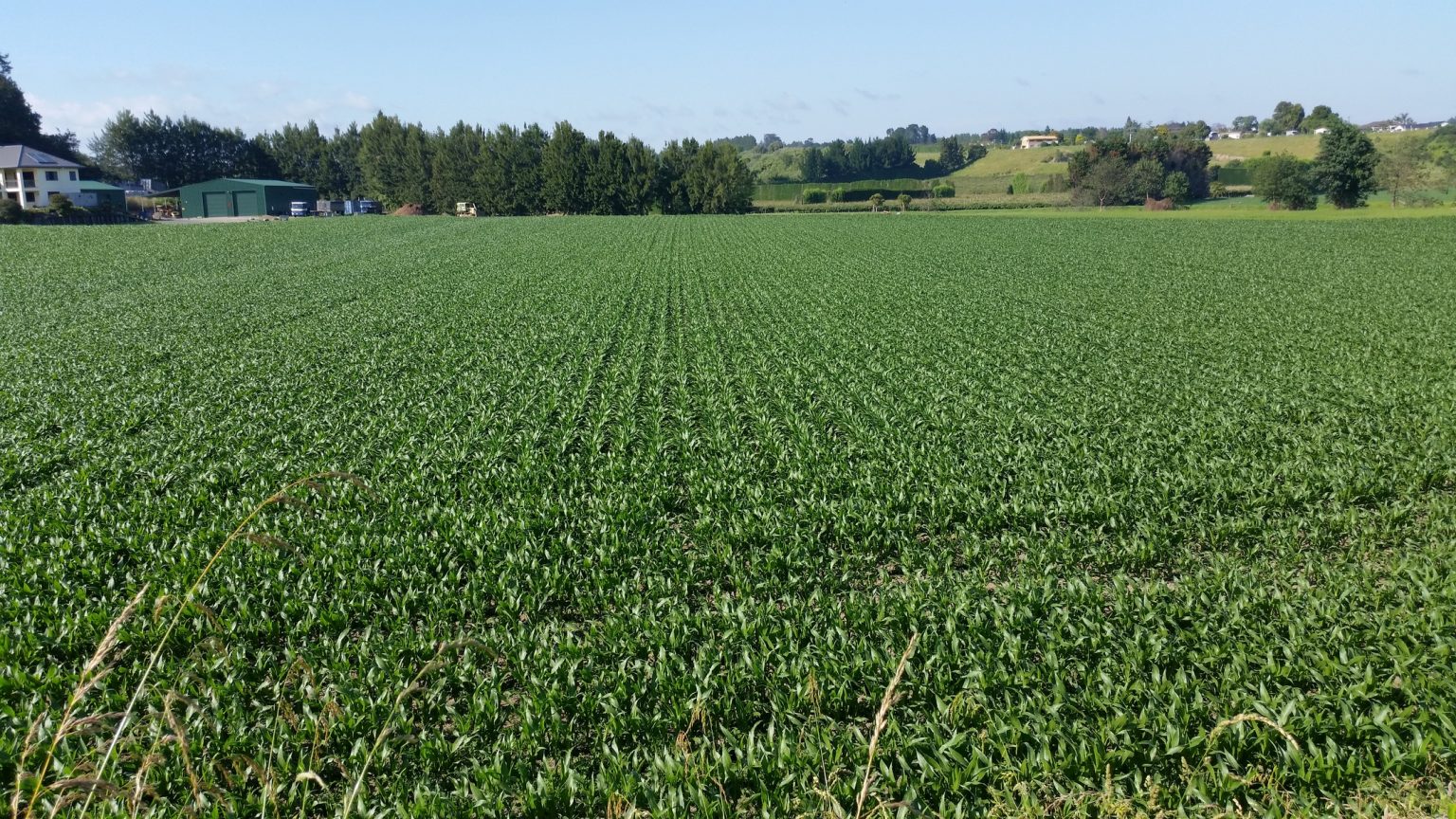 Maize field treated with HuMates