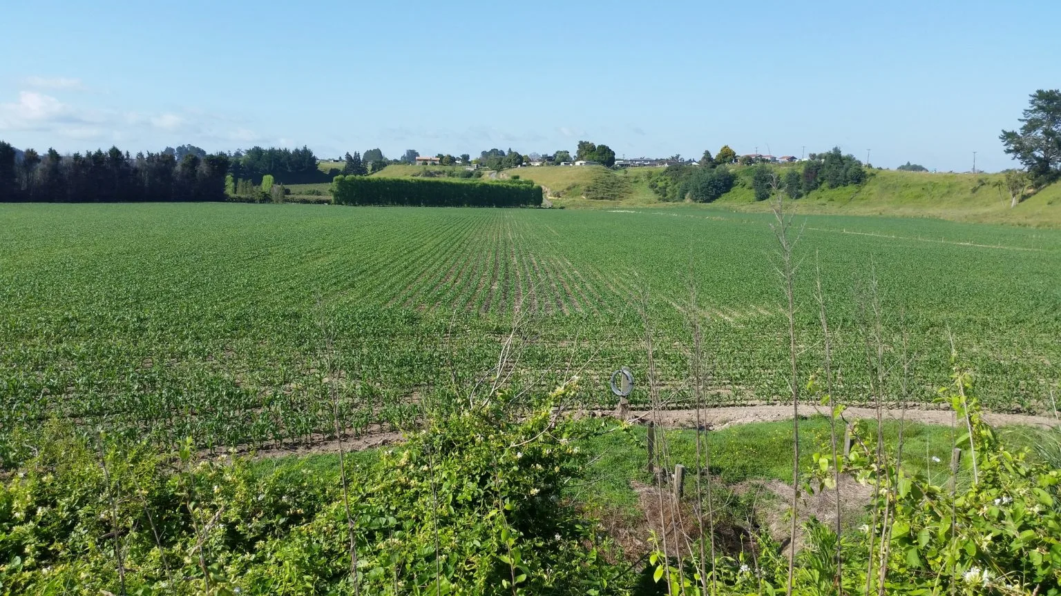 Maize field without HuMates